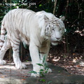 20090423 Singapore Zoo  78 of 97 